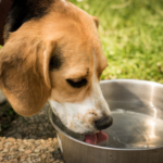 Can dogs drink seltzer water